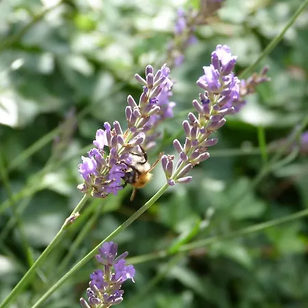 5x Balkon-apartments Mit Kueche 40-65qm Ruhrgebietferienwohnung Dobry-fuchs Oberhausen