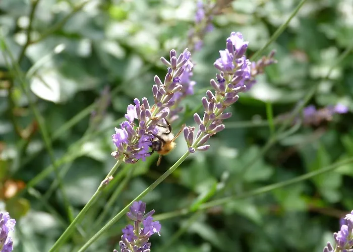 5x Balkon-apartments Mit Kueche 40-65qm Ruhrgebietferienwohnung Dobry-fuchs Ομπερχάουζεν